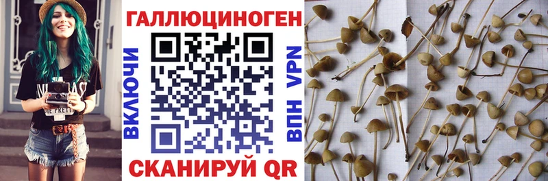 Псилоцибиновые грибы прущие грибы  Можайск 